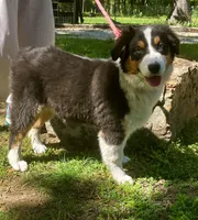 Sleet, a female Australian Shepherd for sale in Neosho, MO – 2 of 8