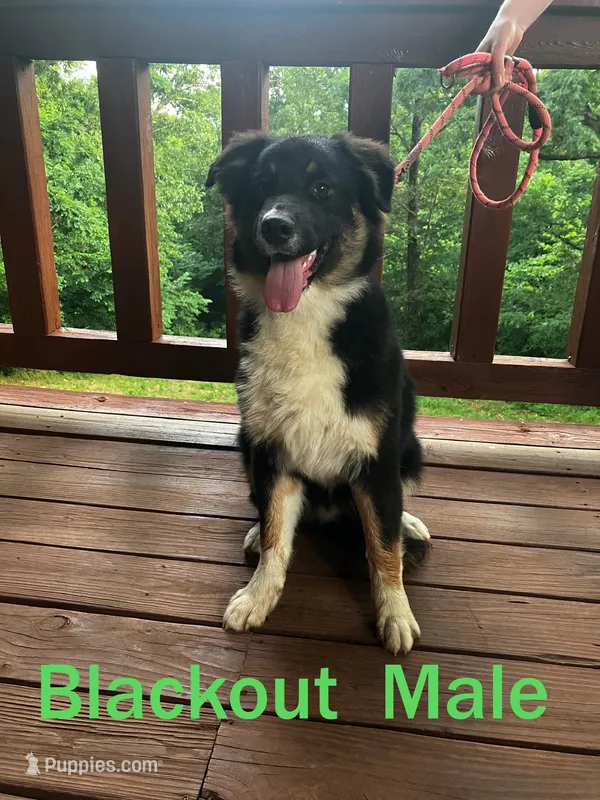 Blackout – Australian Shepherd puppy for sale in Neosho, MO