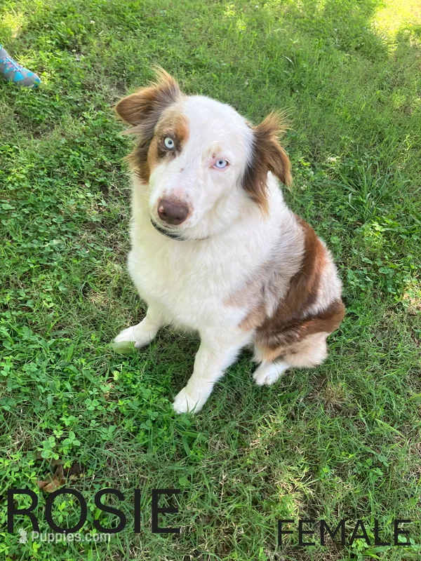 Rosie – Australian Shepherd puppy for sale in Neosho, MO
