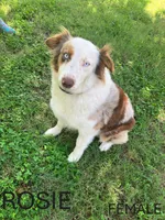 Rosie, a female Australian Shepherd for sale in Neosho, MO – 1 of 9