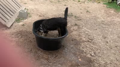 Sleet, a female Australian Shepherd for sale in Neosho, MO – 8 of 8