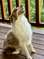Rosie, a female Australian Shepherd for sale in Neosho, MO – 3 of 10