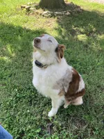 Rosie, a female Australian Shepherd for sale in Neosho, MO – 3 of 9