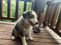 Freddy, a male Australian Shepherd for sale in Neosho, MO – 8 of 10