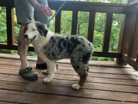 Freddy, a male Australian Shepherd for sale in Neosho, MO – 3 of 10