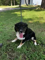 Blackout, a male Australian Shepherd for sale in Neosho, MO – 6 of 10