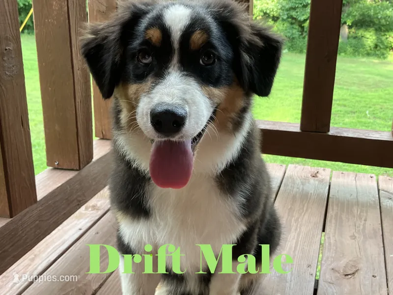 Drift – Australian Shepherd puppy for sale in Neosho, MO