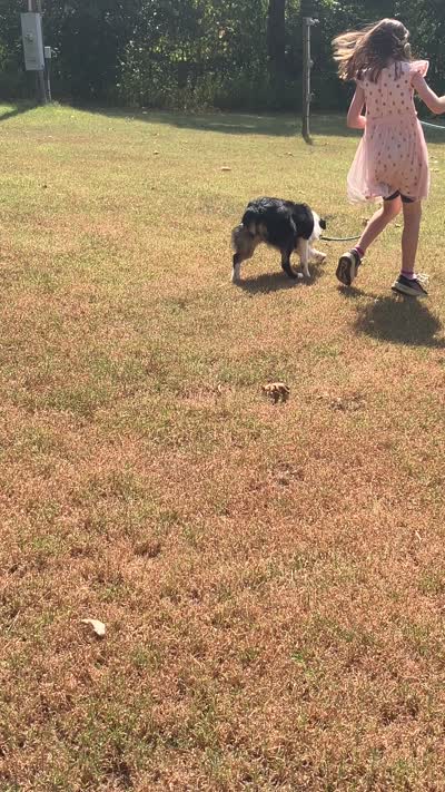 Velma, a female Australian Shepherd for sale in Neosho, MO – 8 of 10