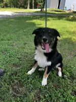 Blackout, a male Australian Shepherd for sale in Neosho, MO – 8 of 10