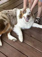 Rosie, a female Australian Shepherd for sale in Neosho, MO – 5 of 10