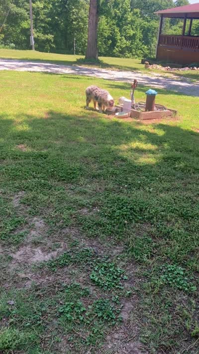 Freddy, a male Australian Shepherd for sale in Neosho, MO – 6 of 7