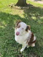 Rosie, a female Australian Shepherd for sale in Neosho, MO – 5 of 9