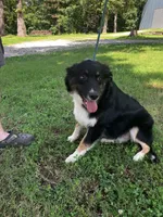 Blackout, a male Australian Shepherd for sale in Neosho, MO – 3 of 10