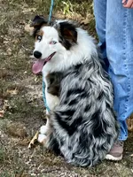 Freddy, a male Australian Shepherd for sale in Neosho, MO – 3 of 10