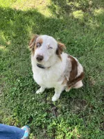 Rosie, a female Australian Shepherd for sale in Neosho, MO – 7 of 9