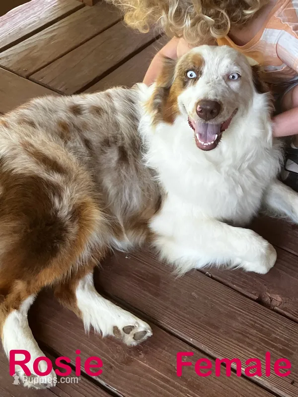 Rosie – Australian Shepherd puppy for sale in Neosho, MO