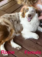 Rosie, a female Australian Shepherd for sale in Neosho, MO – 1 of 10