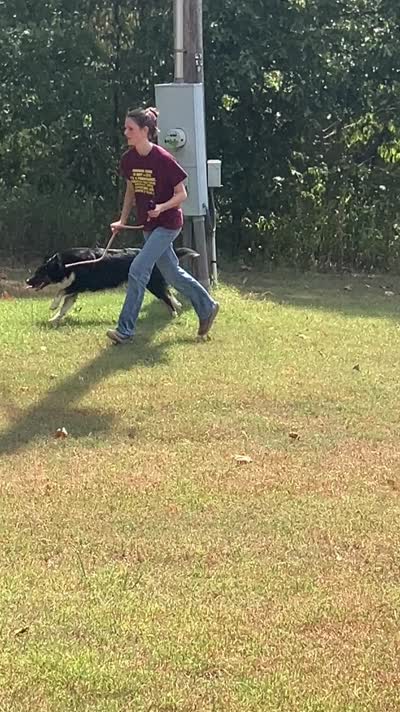 Blackout, a male Australian Shepherd for sale in Neosho, MO – 9 of 10