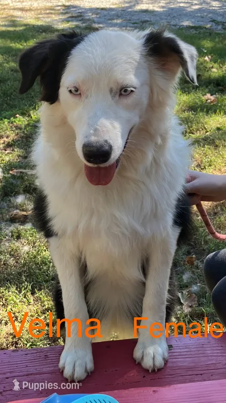 Velma – Australian Shepherd puppy for sale in Neosho, MO