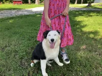 Velma, a female Australian Shepherd for sale in Neosho, MO – 10 of 10