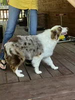 Rosie, a female Australian Shepherd for sale in Neosho, MO – 4 of 10