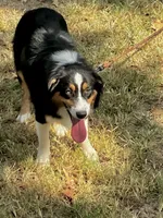 Drift, a male Australian Shepherd for sale in Neosho, MO – 6 of 10