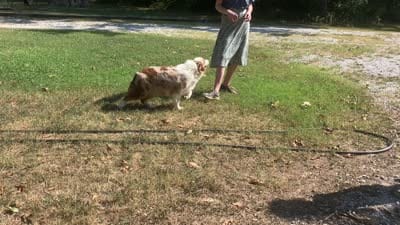 Rosie, a female Australian Shepherd for sale in Neosho, MO – 7 of 10