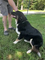 Blackout, a male Australian Shepherd for sale in Neosho, MO – 2 of 10