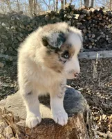 Icicle, a male Australian Shepherd for sale in Neosho, MO – Photo 5 of 5
