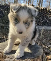 Icicle, a male Australian Shepherd for sale in Neosho, MO – Photo 4 of 5