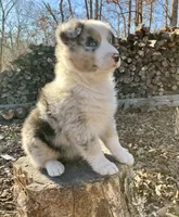 Icicle, a male Australian Shepherd for sale in Neosho, MO – Photo 3 of 5