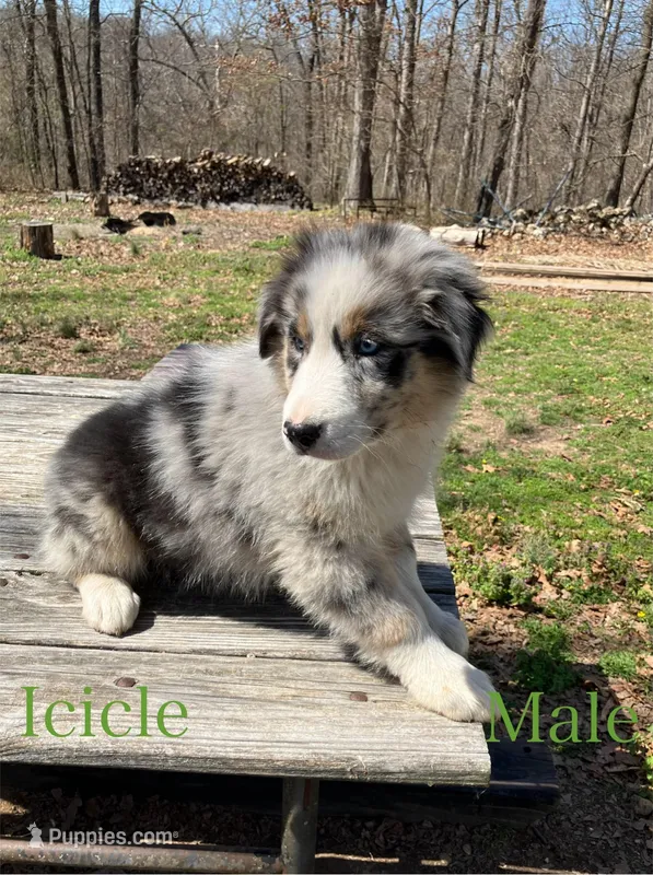Icicle – Australian Shepherd puppy for sale in Neosho, MO