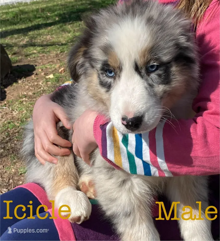 Icicle – Australian Shepherd puppy for sale in Neosho, MO