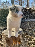 Icicle, a male Australian Shepherd for sale in Neosho, MO – Photo 2 of 5