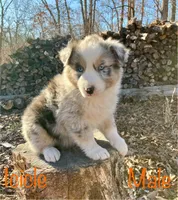 Icicle, a male Australian Shepherd for sale in Neosho, MO – Photo 1 of 5
