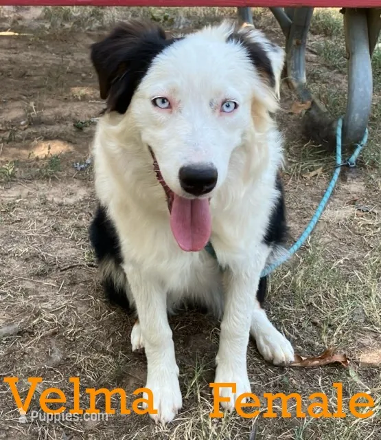 Velma – Australian Shepherd puppy for sale in Neosho, MO
