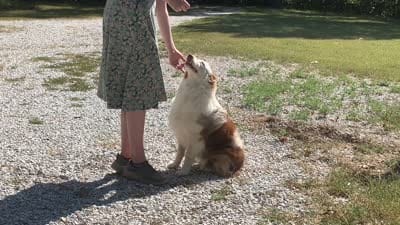 Rosie, a female Australian Shepherd for sale in Neosho, MO – 10 of 10