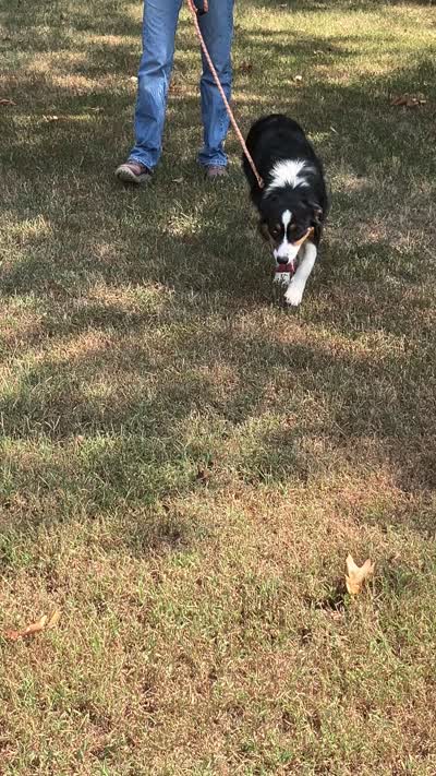 Drift, a male Australian Shepherd for sale in Neosho, MO – 10 of 10
