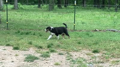 Drift, a male Australian Shepherd for sale in Neosho, MO – 5 of 7