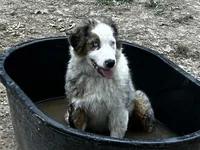 Freddy, a male Australian Shepherd for sale in Neosho, MO – 4 of 7