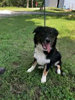 Blackout, a male Australian Shepherd for sale in Neosho, MO – 10 of 10