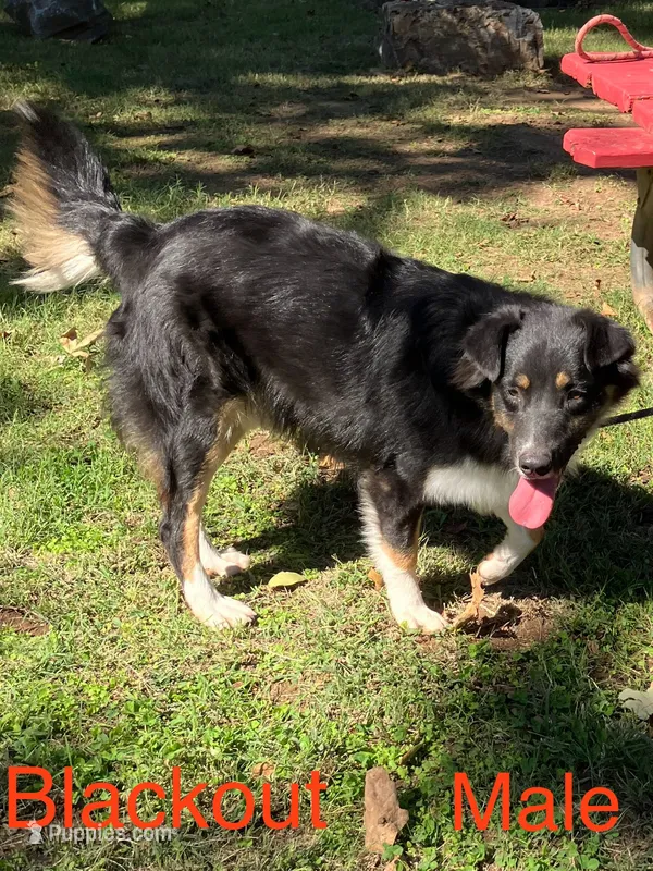 Blackout – Australian Shepherd puppy for sale in Neosho, MO