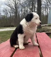 Velma, a female Australian Shepherd for sale in Neosho, MO – Photo 7 of 7