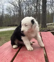 Velma, a female Australian Shepherd for sale in Neosho, MO – Photo 6 of 7