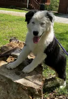 Velma, a female Australian Shepherd for sale in Neosho, MO – 3 of 7