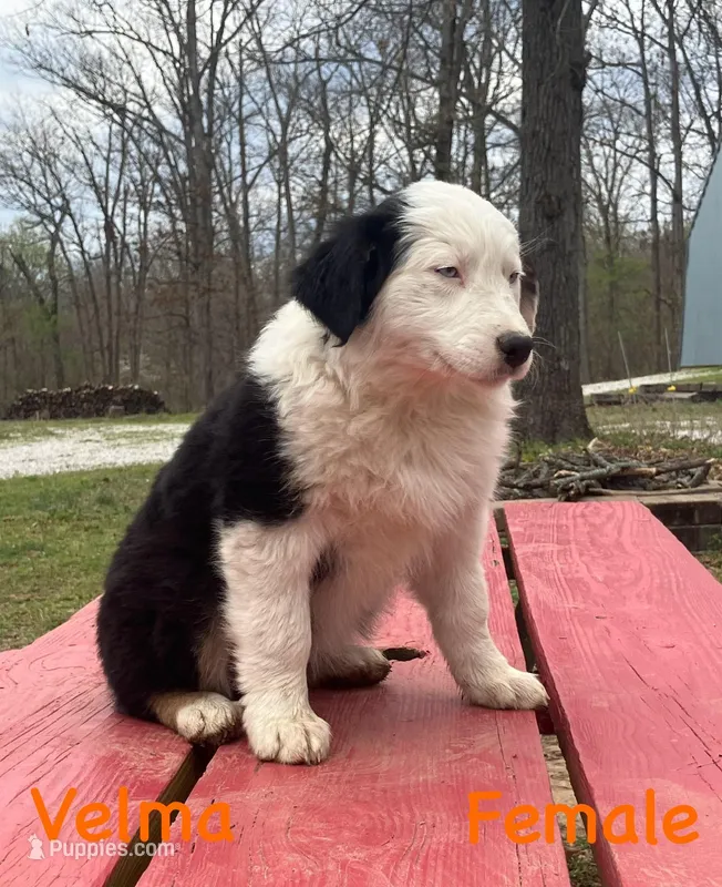 Velma – Australian Shepherd puppy for sale in Neosho, MO