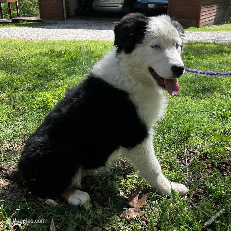 Velma – Australian Shepherd puppy for sale in Neosho, MO