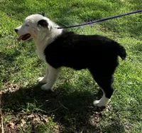 Velma, a female Australian Shepherd for sale in Neosho, MO – 2 of 7