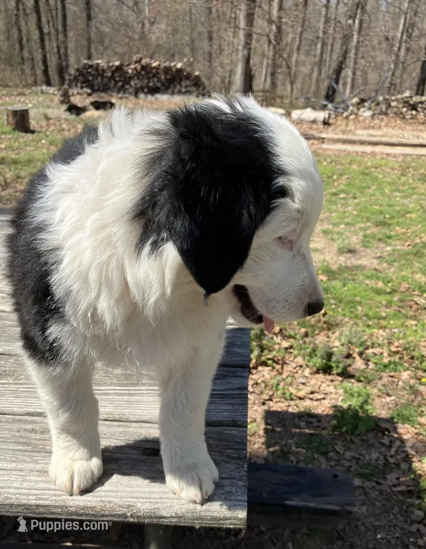 Velma – Australian Shepherd puppy for sale in Neosho, MO