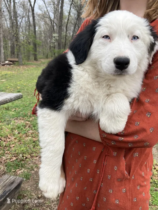 Velma – Australian Shepherd puppy for sale in Neosho, MO